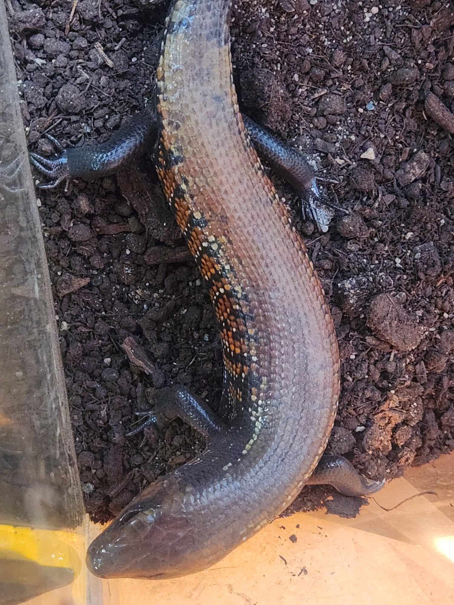 Skink de feu